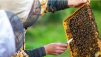 Nace una nueva apicultura en Río Negro