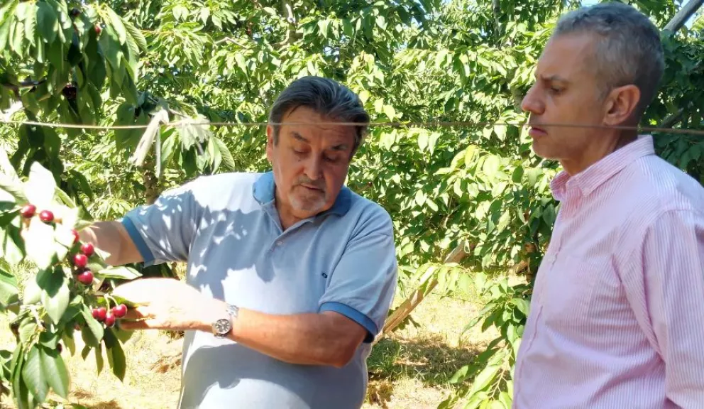 Calixto Ortega: el productor de cerezas que empieza a crecer en Roca