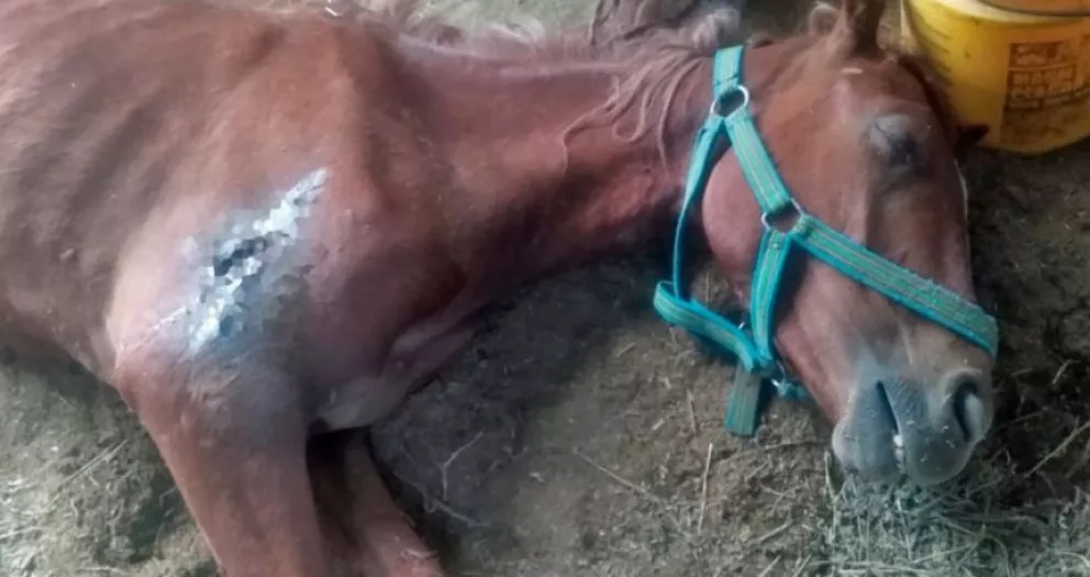 "Mamita": La yegua que fue rescatada tras ser abandonada al sol