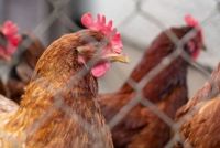 Gripe Aviar: Pollolin sacrifica 180 mil pollos