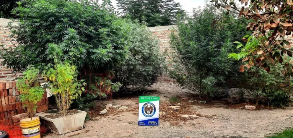 Encontraron un "bosquecito" de marihuana en Fiske Menuco