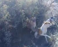 Un puma atacó a dos perros en el Paso Cordoba